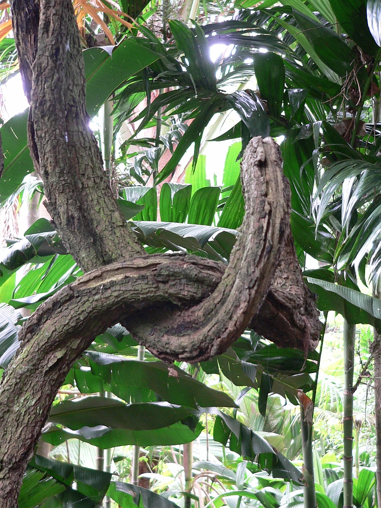 108 Cairns Botanic Gardens.jpg